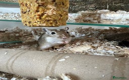Gerbil rodents for sale: 2 Male Gerbils. OPEN TO OFFERS - Image 2