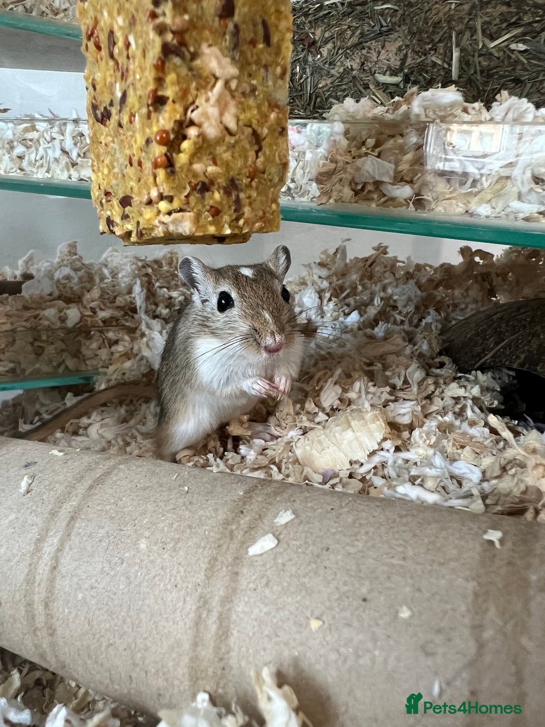 Gerbil rodents for sale: 2 Male Gerbils. OPEN TO OFFERS - Image 2