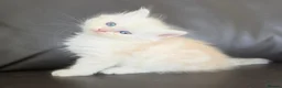 Siberian cats for sale: Pure gorgeous Siberian Kittens - Advert 4