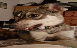 Mixed Breed dogs for adoption: Frankie for adoption - Image 5
