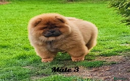 Chow Chow dogs for sale: Crufts champion pedigree  - Image 14