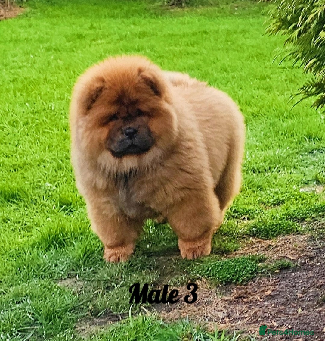 Chow Chow dogs for sale: Crufts champion pedigree  - Image 14