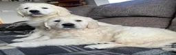 Golden Retriever dogs for sale: Stunning Golden Retriever Puppies in Lymm - Advert 4