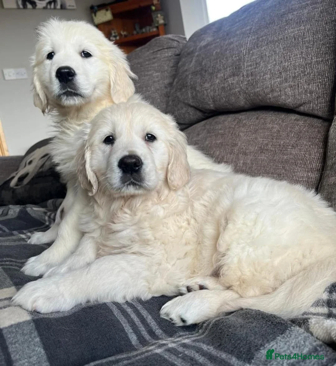 Golden Retriever dogs for sale: Stunning Golden Retriever Puppies in Lymm - Advert 4