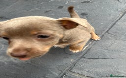 Jack Russell dogs for sale: 🐾 Adorable Jack Russell Puppies for Sale! 🐾 - Image 6