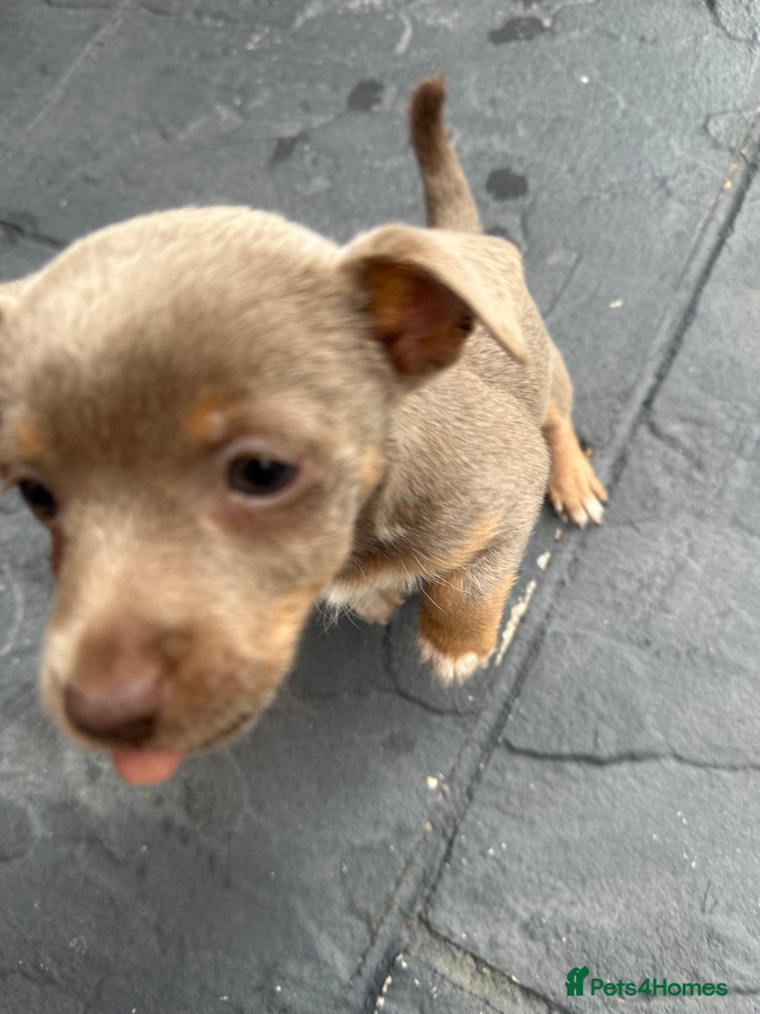 Jack Russell dogs for sale: 🐾 Adorable Jack Russell Puppies for Sale! 🐾 - Image 6