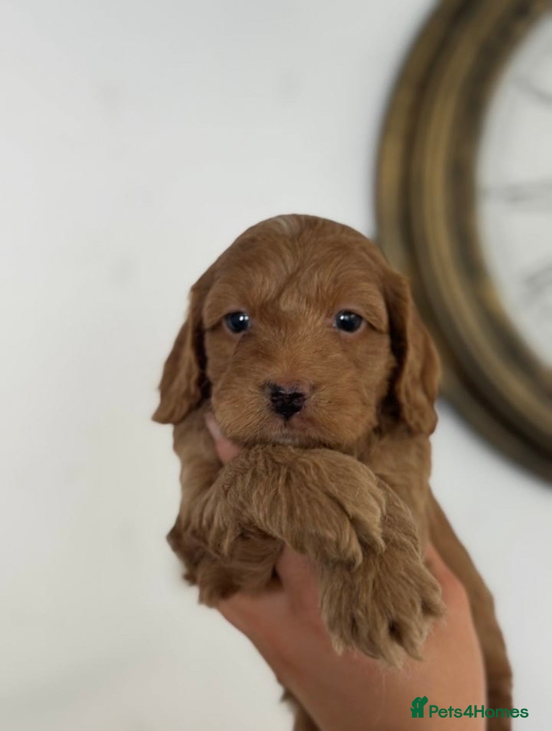 Cavapoo dogs for sale: Stunning F1b mini cavapoos  - Image 6