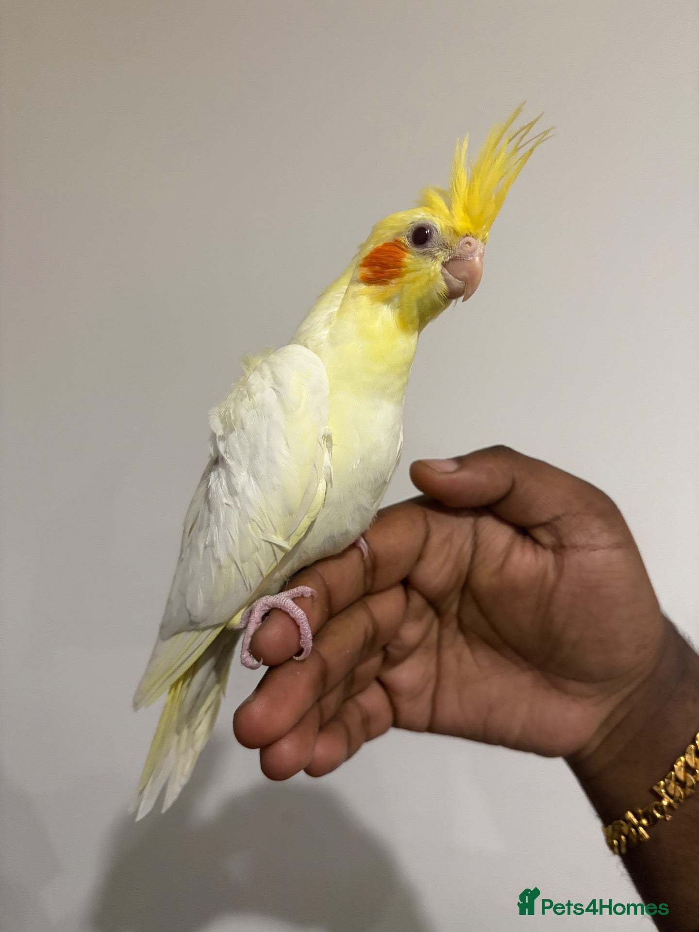 Cockatiels birds Hand Reared Lutino Baby Cockatiel  - Advert 1