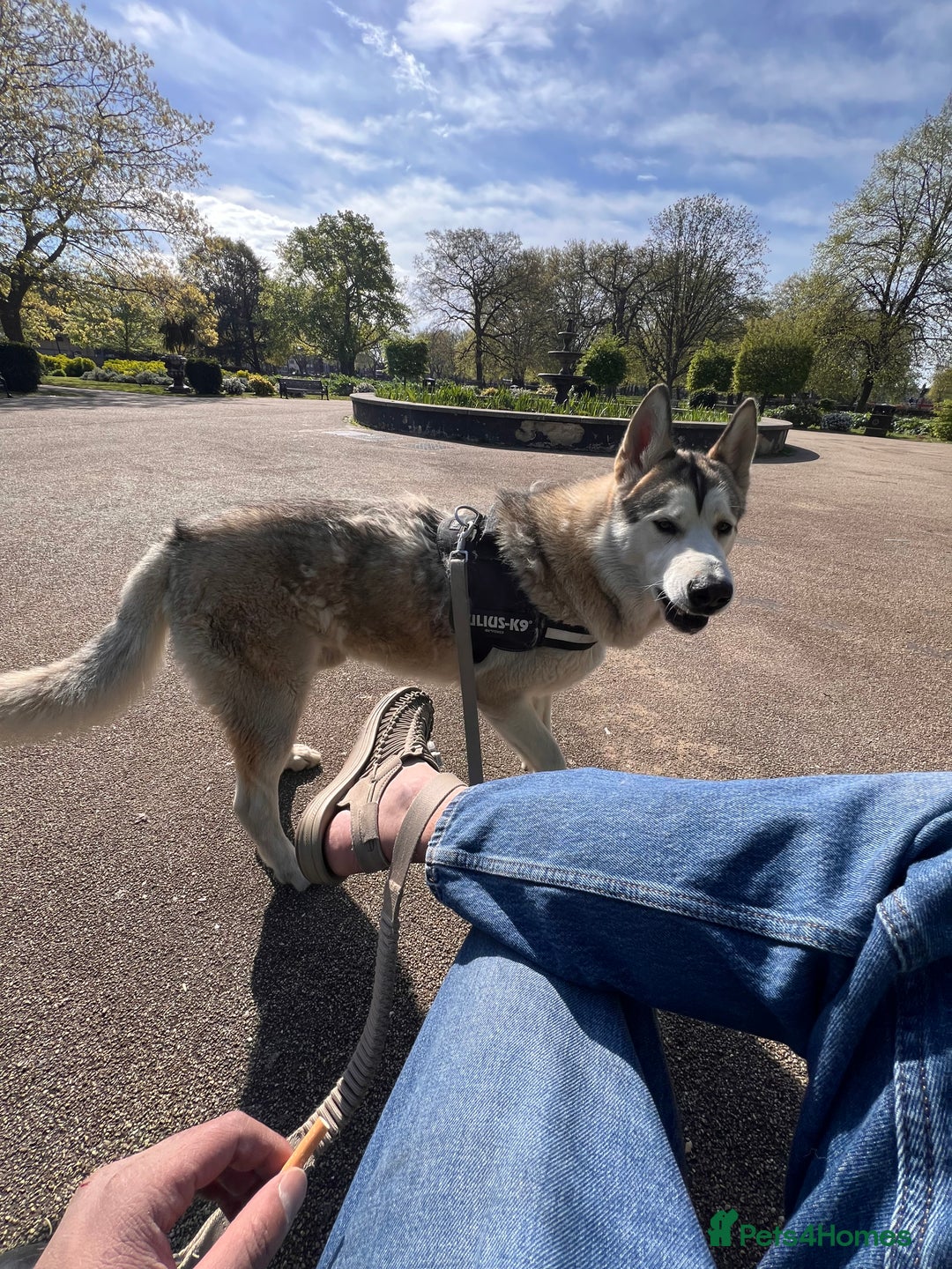 Siberian Husky dogs for sale: Bruno in Gravesend - Image 1