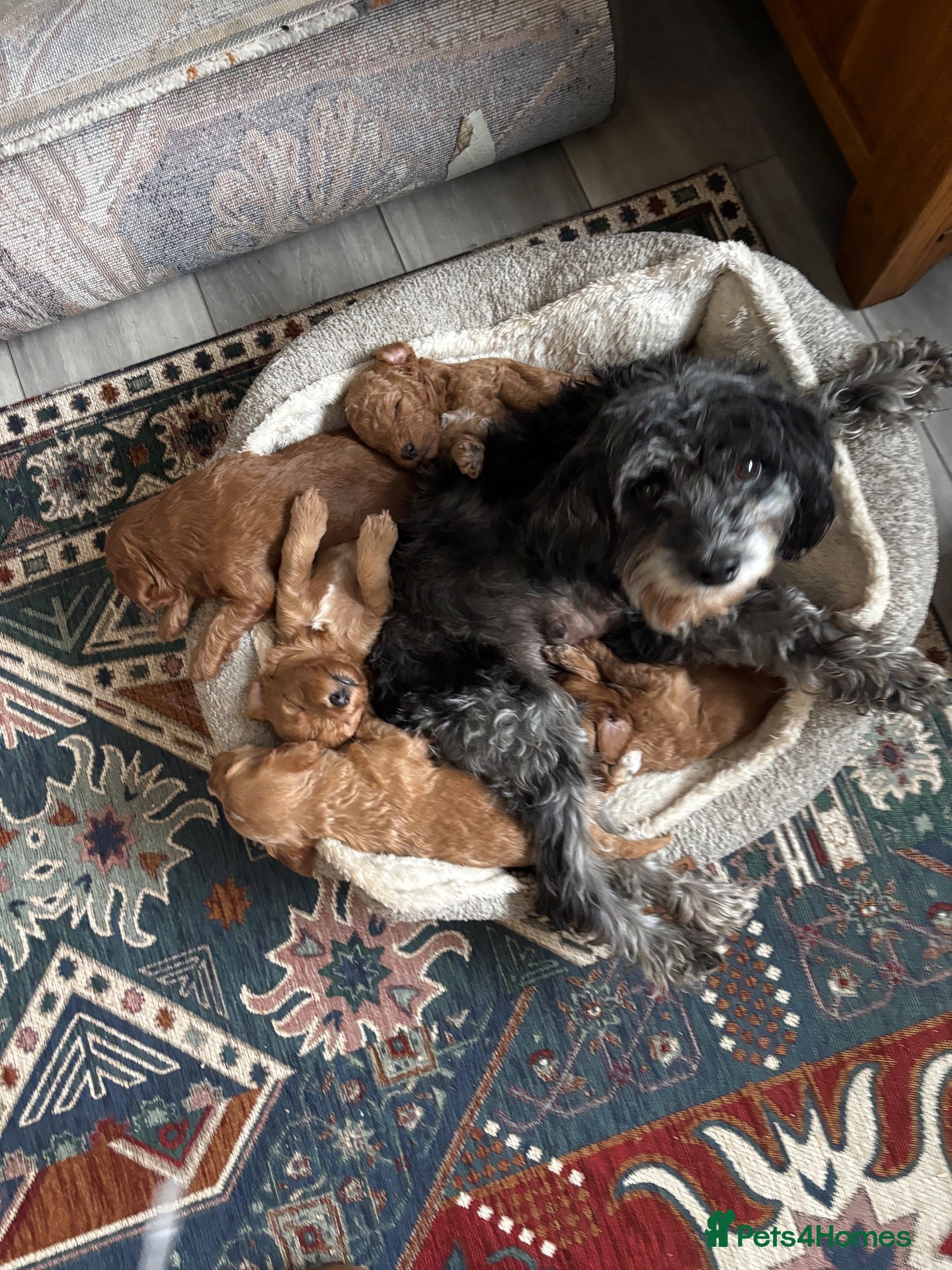 Cavapoo dogs Beautiful chunky fluffs available very soon - Advert 1