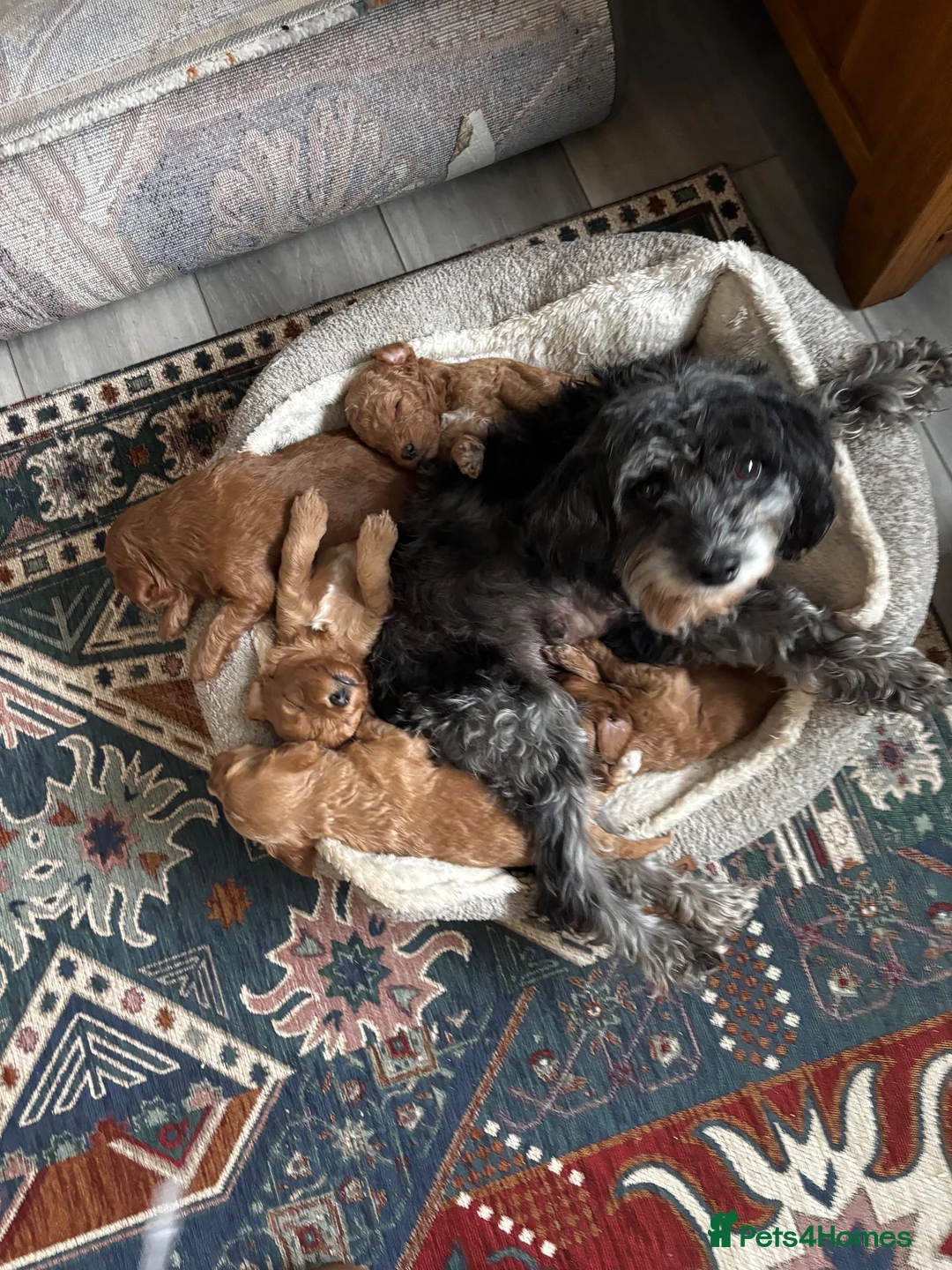 Cavapoo dogs for sale: Beautiful chunky fluffs available very soon - Advert 1