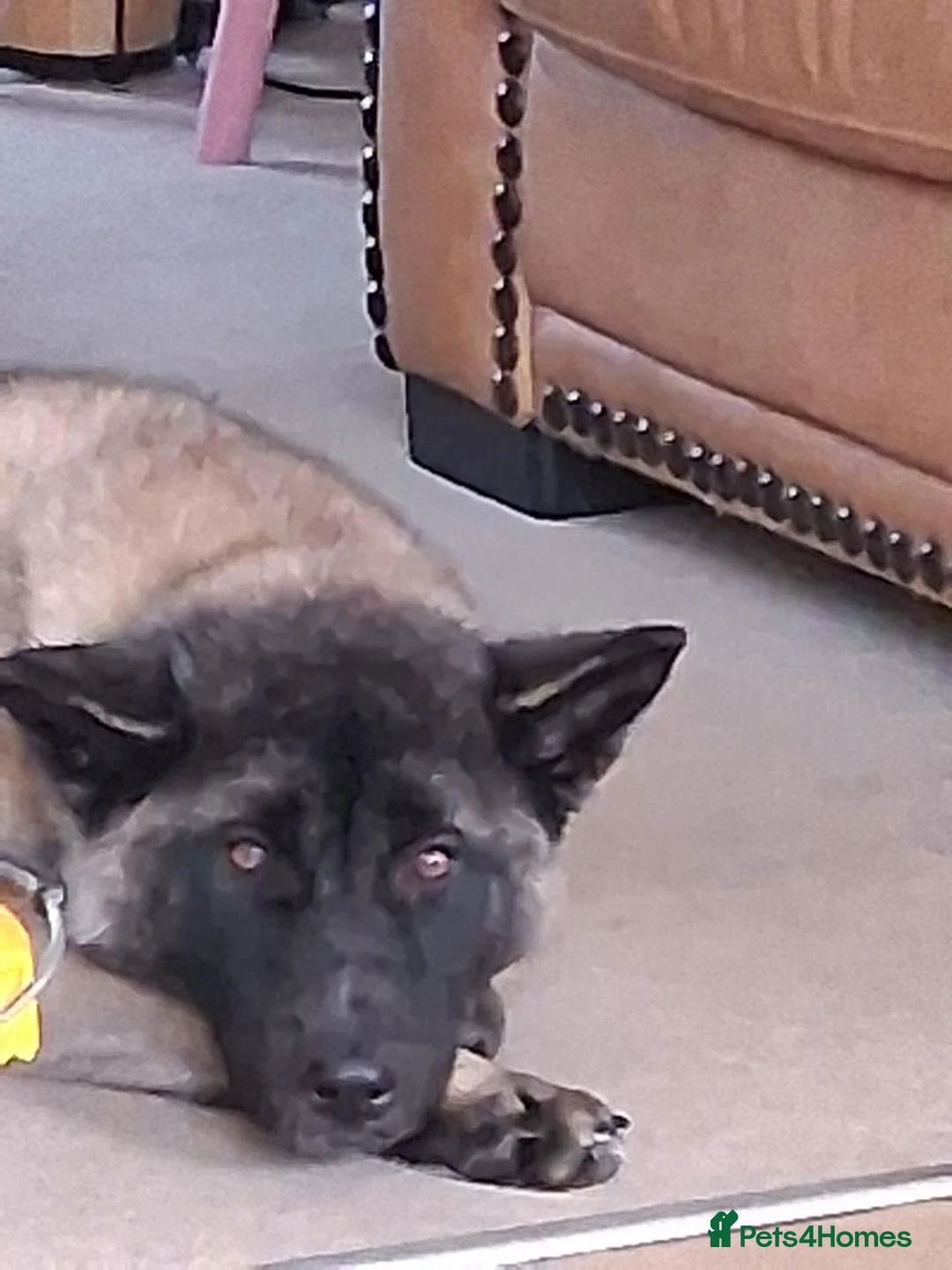 Mixed Breed dogs for sale: 2/3 year old mix breed female  - Advert 7