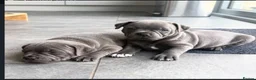 Staffordshire Bull Terrier dogs for sale: Brilliant Pure Staffordshire Bull Terrier puppies in Glasgow - Advert 14
