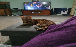 Bengal cats for sale: Retired Bengal girl - Image 4