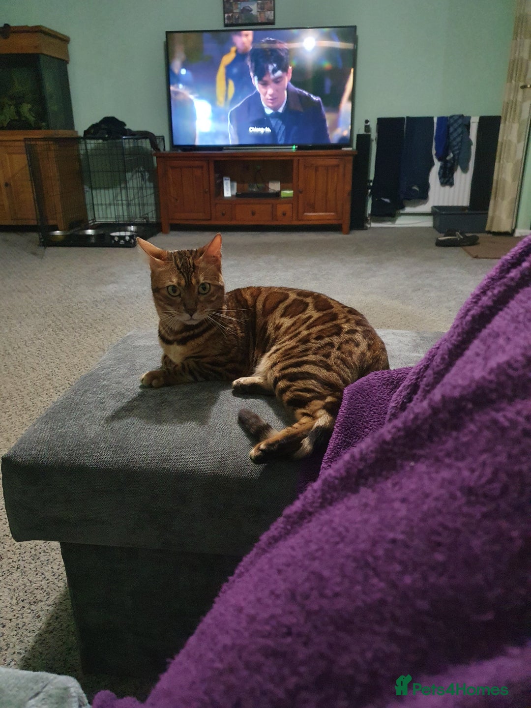 Bengal cats for sale: Retired Bengal girl - Image 4