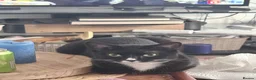 British Shorthair cats for sale: Two sweet one year old cat  - Advert 3