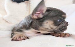 French Bulldog dogs for sale: Home reared beautiful frenchie pups - Image 5