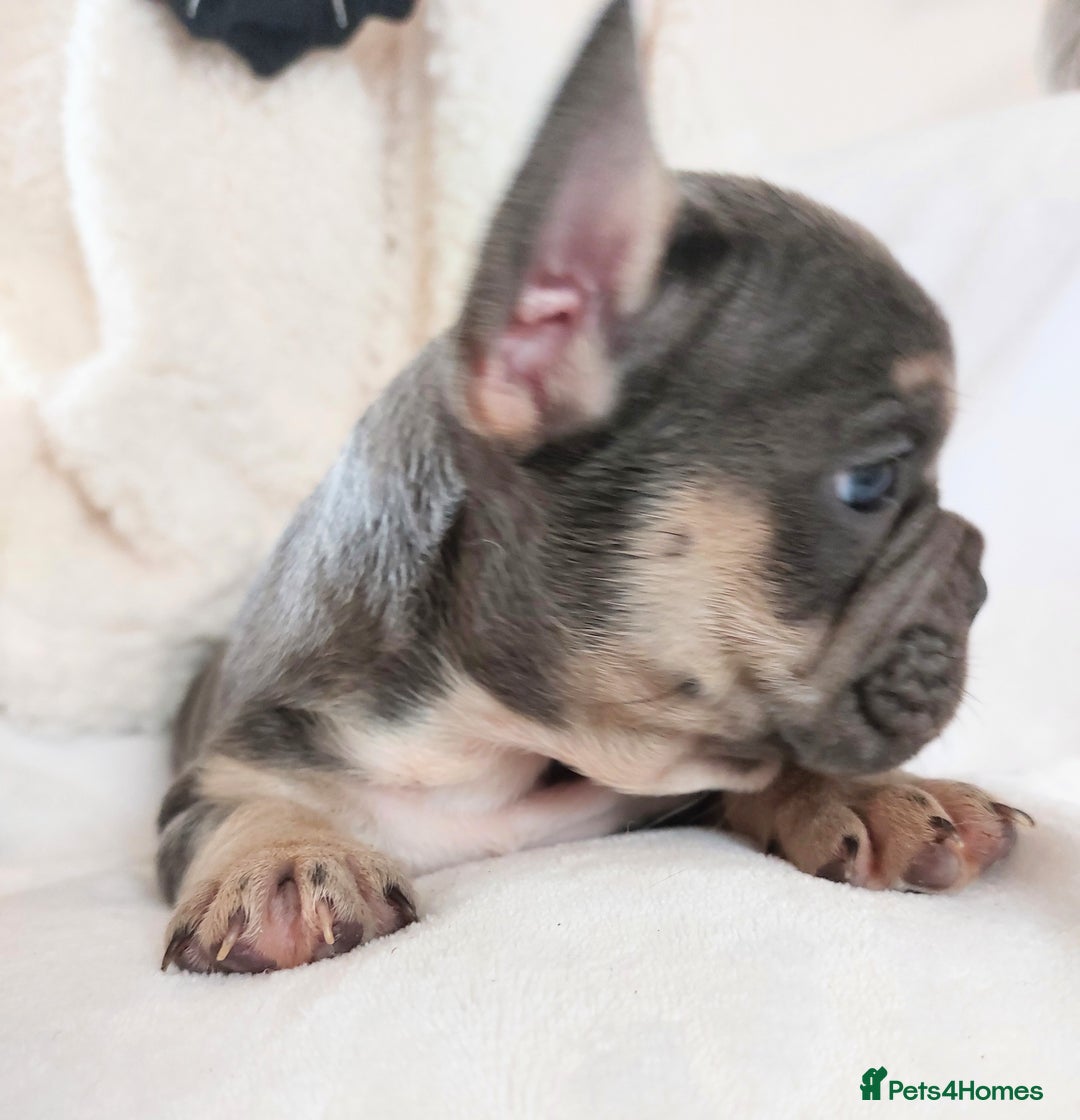 French Bulldog dogs for sale: Home reared beautiful frenchie pups - Image 5