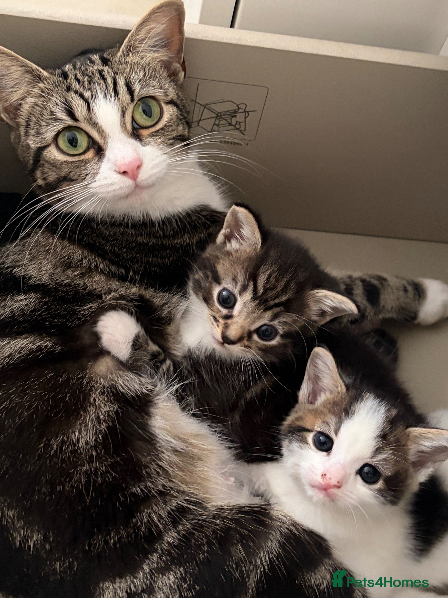 Mixed Breed cats Two male tabby cats  - Advert 5