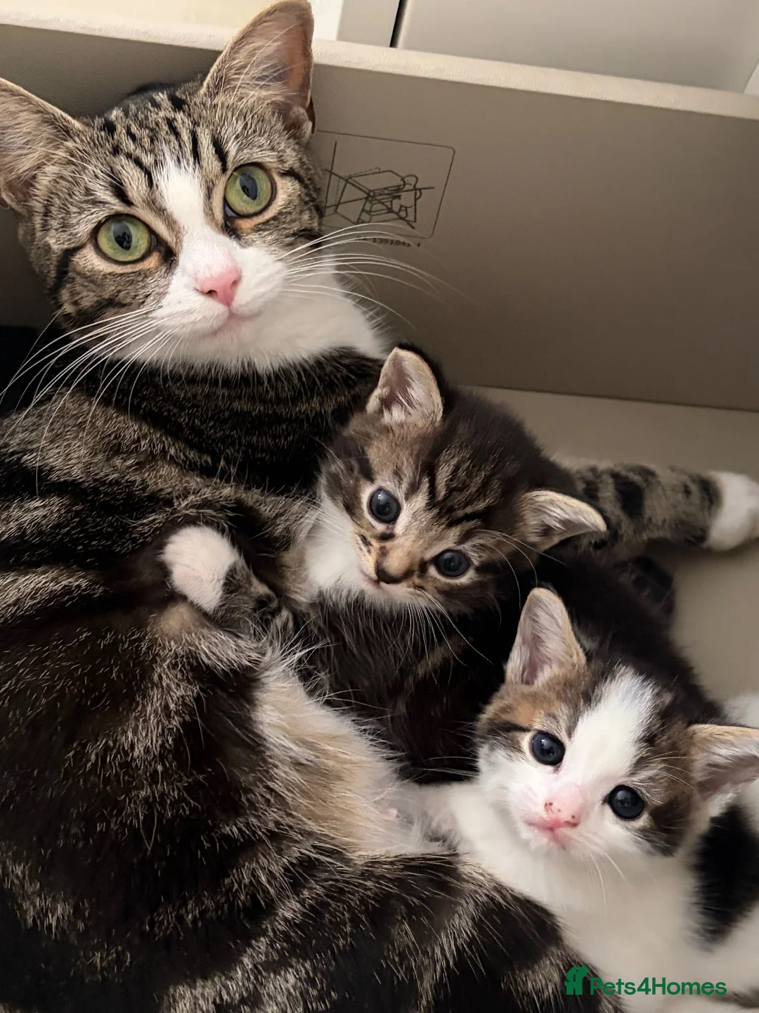 Mixed Breed cats for sale: Two male tabby cats  - Advert 1