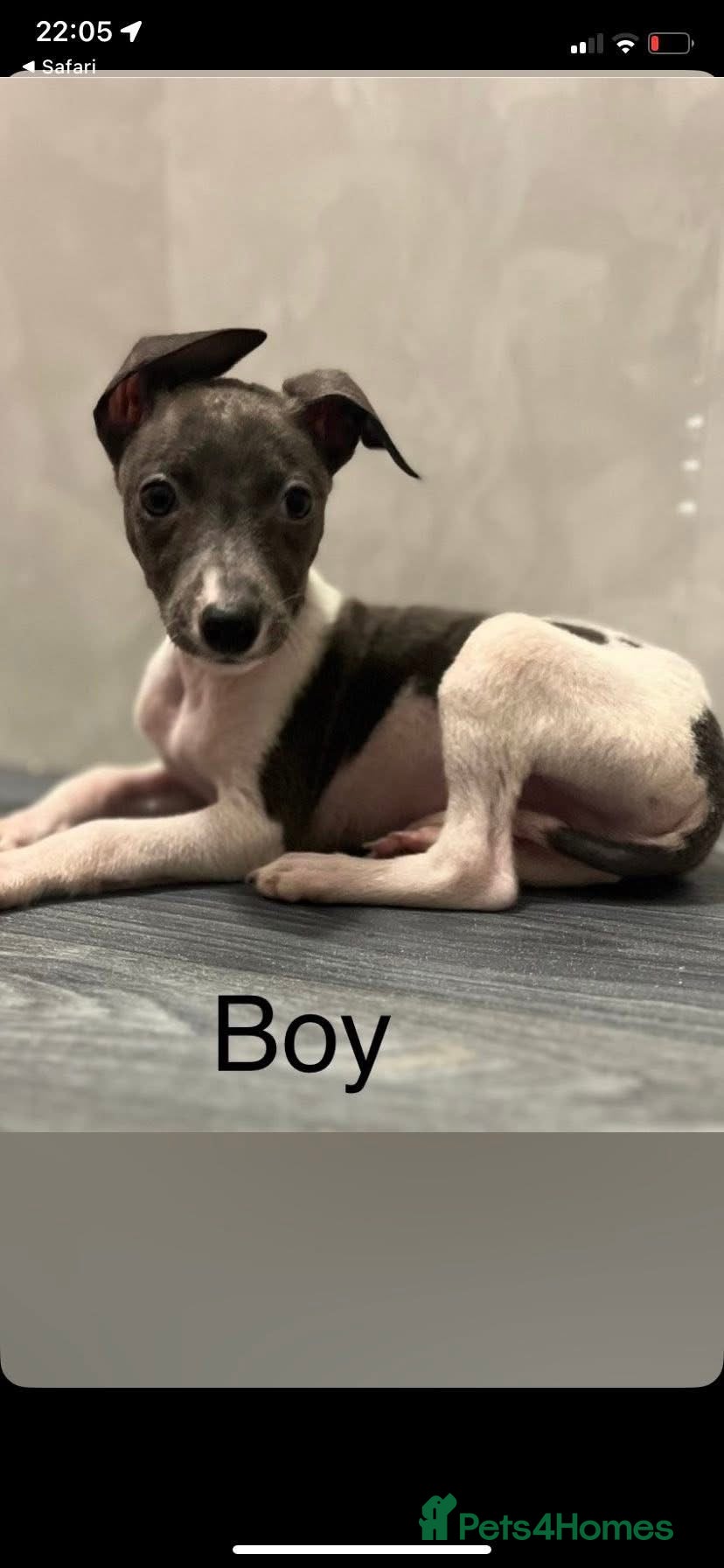 Whippet dogs KC whippets for sale  - Advert 4