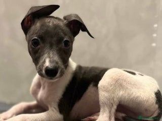 Whippet dogs KC whippets for sale - Advert 4