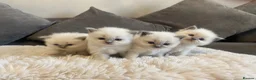 Ragdoll cats for sale: Beautiful Ragdolls  - Advert 7