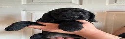 Cocker Spaniel dogs for sale: 2 Gorgeous Cocker Spaniel Girls for Sale  - Advert 1