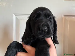 Cocker Spaniel dogs 2 Gorgeous Cocker Spaniel Girls for Sale - Advert 1