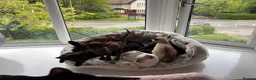 Oriental cats for sale: ORIENTAL and SIAMESE Adorable kittens - Advert 1