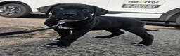 Cane Corso dogs for sale: 1 CHUNKY, BEAUTIFUL FEMALE CANE CORSO AVAILABLE! - Advert 7