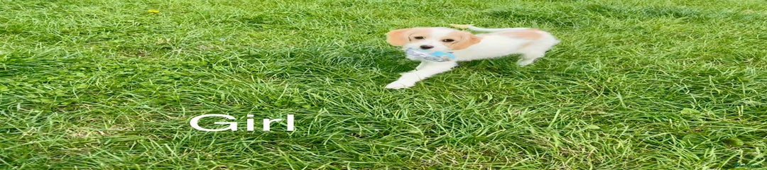 Cavapoo Puppy 4