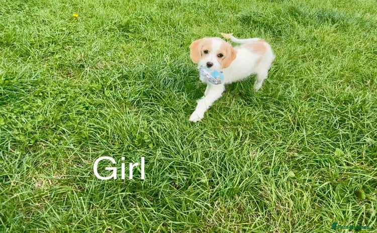 Cavapoo dogs - Advert 2