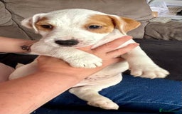 Jack Russell dogs for sale: Jack Russell terrier  - Image 12
