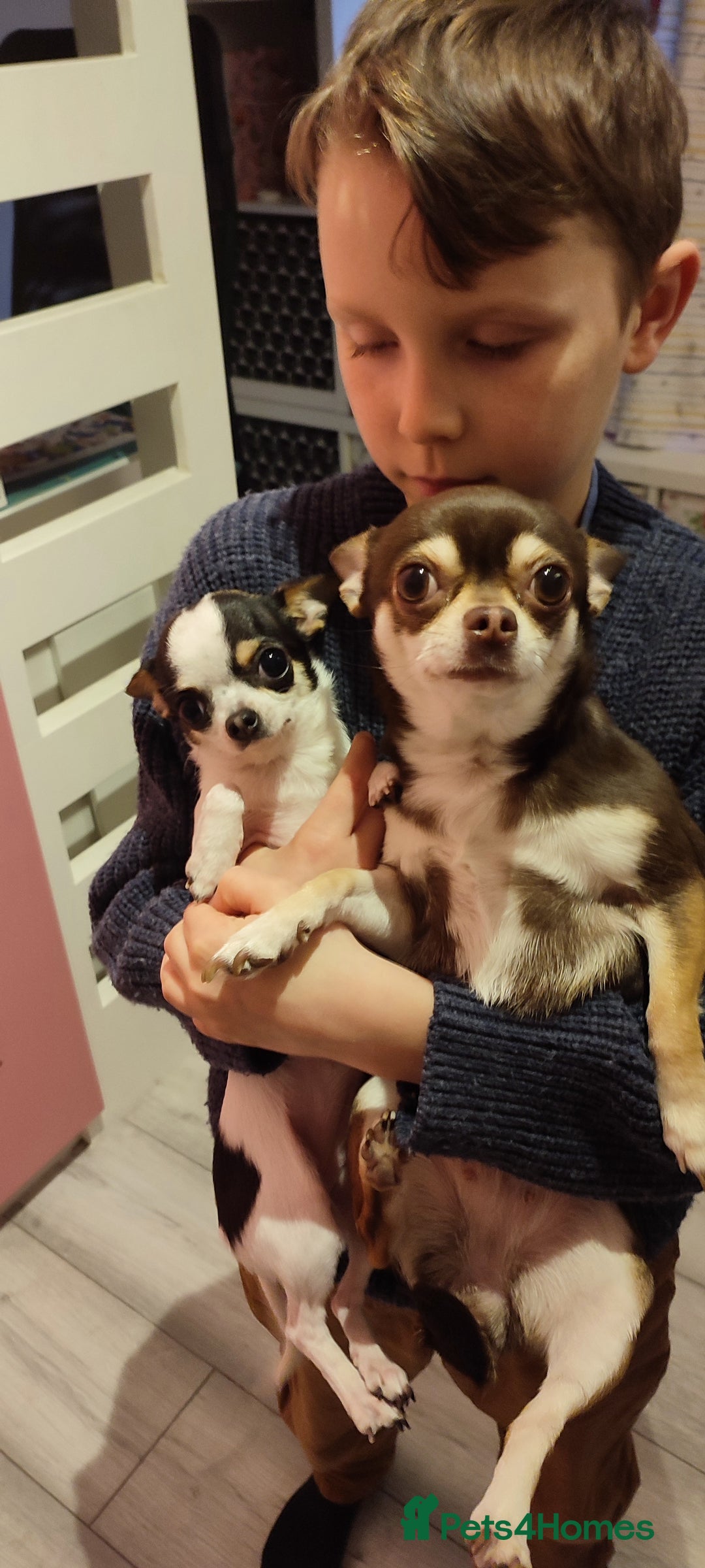 Chihuahua dogs for sale:  Tiny dog chihuahua - Advert 9