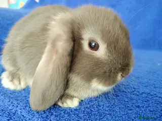 Mini Lop rabbits Baby mini lops for sale - Advert 15