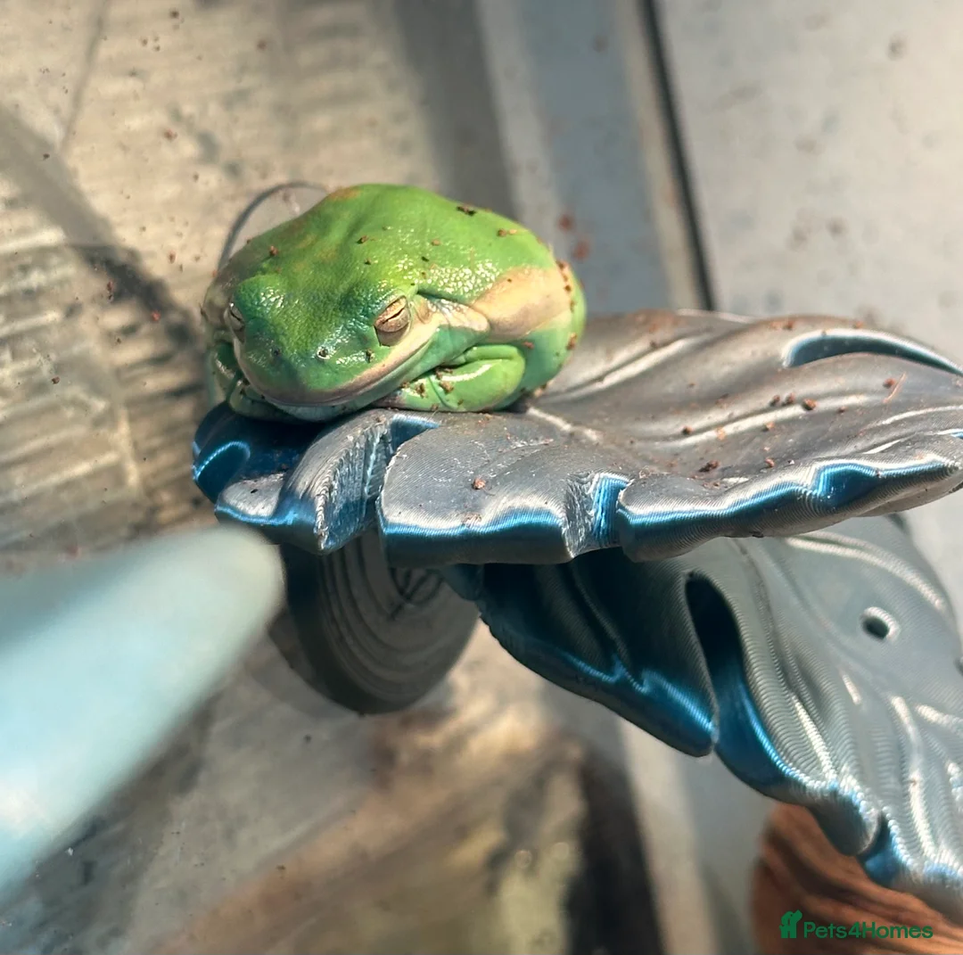 Frog reptiles for sale: American Green Tree Frog With Enclosure  - Advert 2