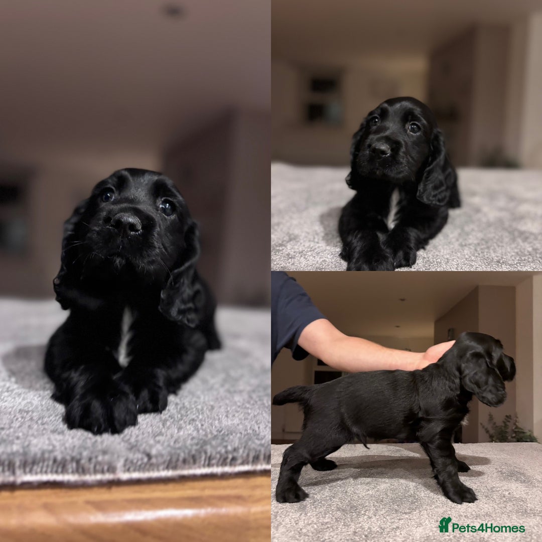 Sprocker dogs for sale: 1 LEFT READY TO GO Sprocker Dogs - Working Home - Image 2