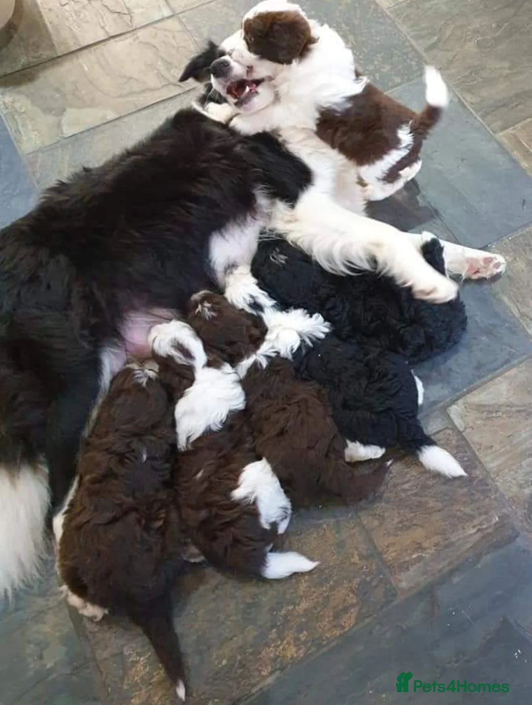 Miniature Poodle dogs for stud: KC miniature poodle, phantom and parti carrier  in Bolton - Advert 13