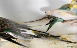 Parakeets birds for sale: Various colours/age  budgies  - Image 19