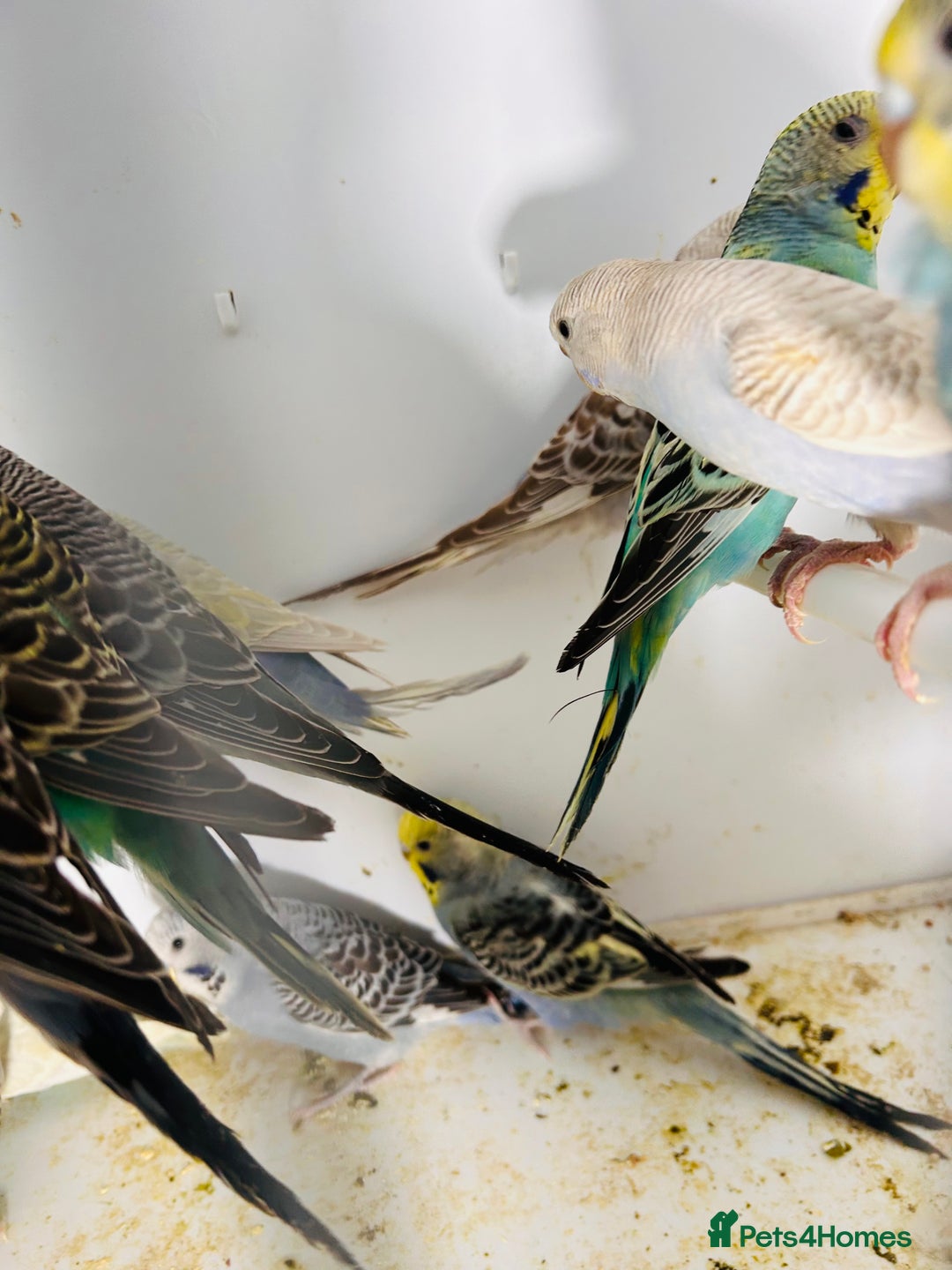 Parakeets birds for sale: Various colours/age  budgies  - Image 19