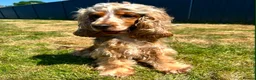 Cocker Spaniel dogs for sale: Outstanding Cocker Spaniel puppies - Advert 10