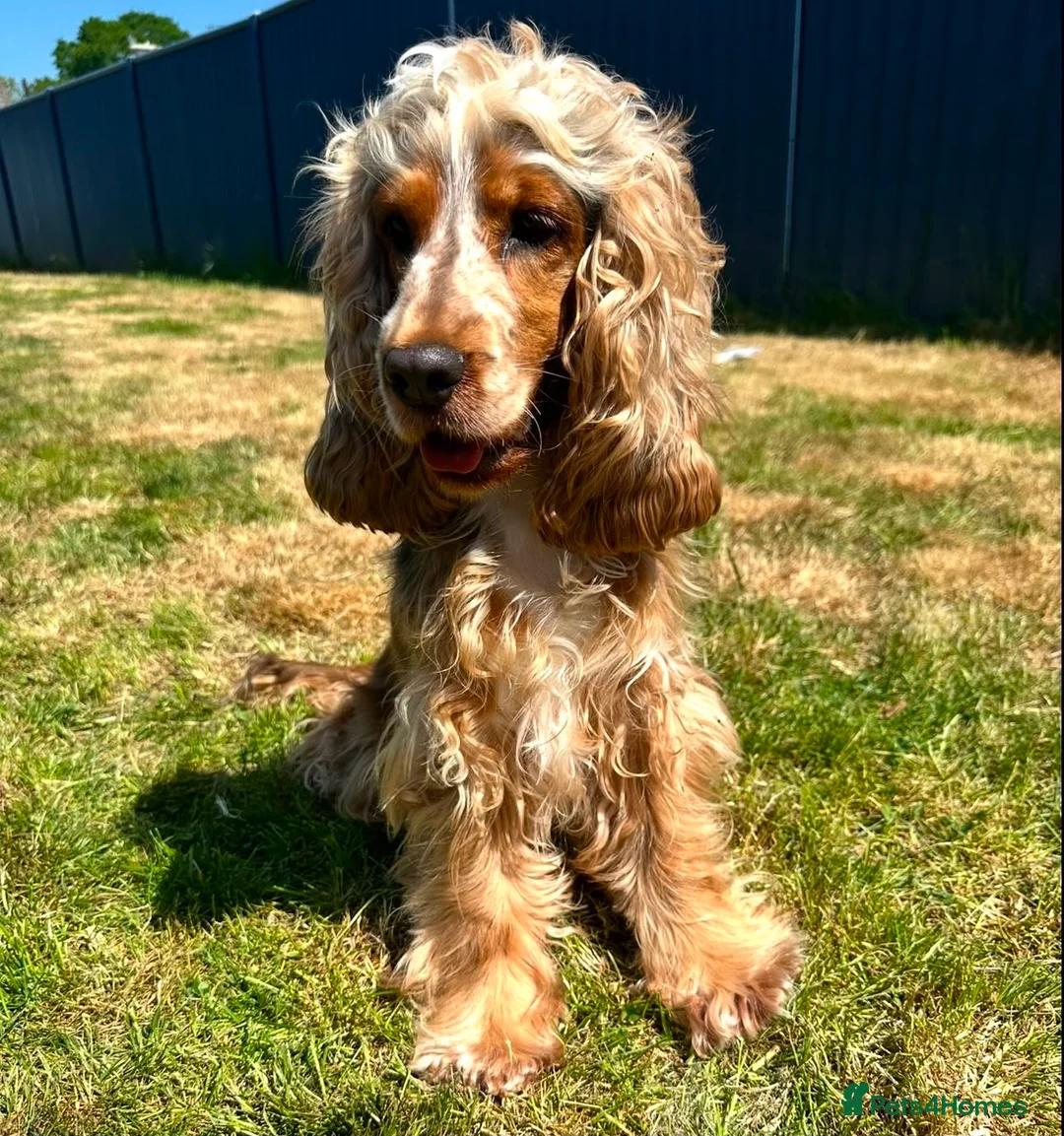 Cocker Spaniel dogs for sale: Outstanding Cocker Spaniel puppies - Advert 10