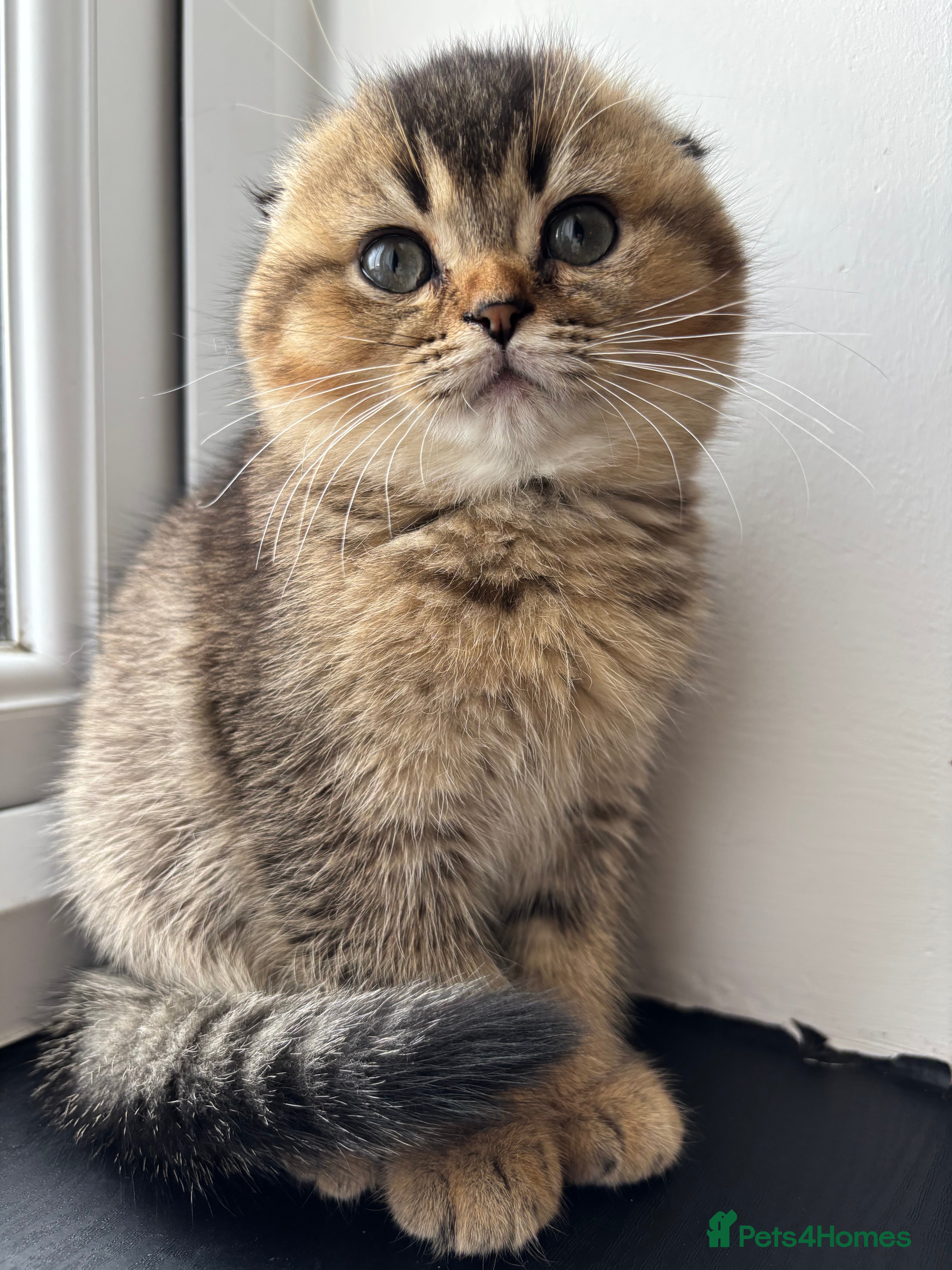 Scottish Fold cats ✨ LAST FEMALE KITTEN AVAILABLE ✨ - Advert 1