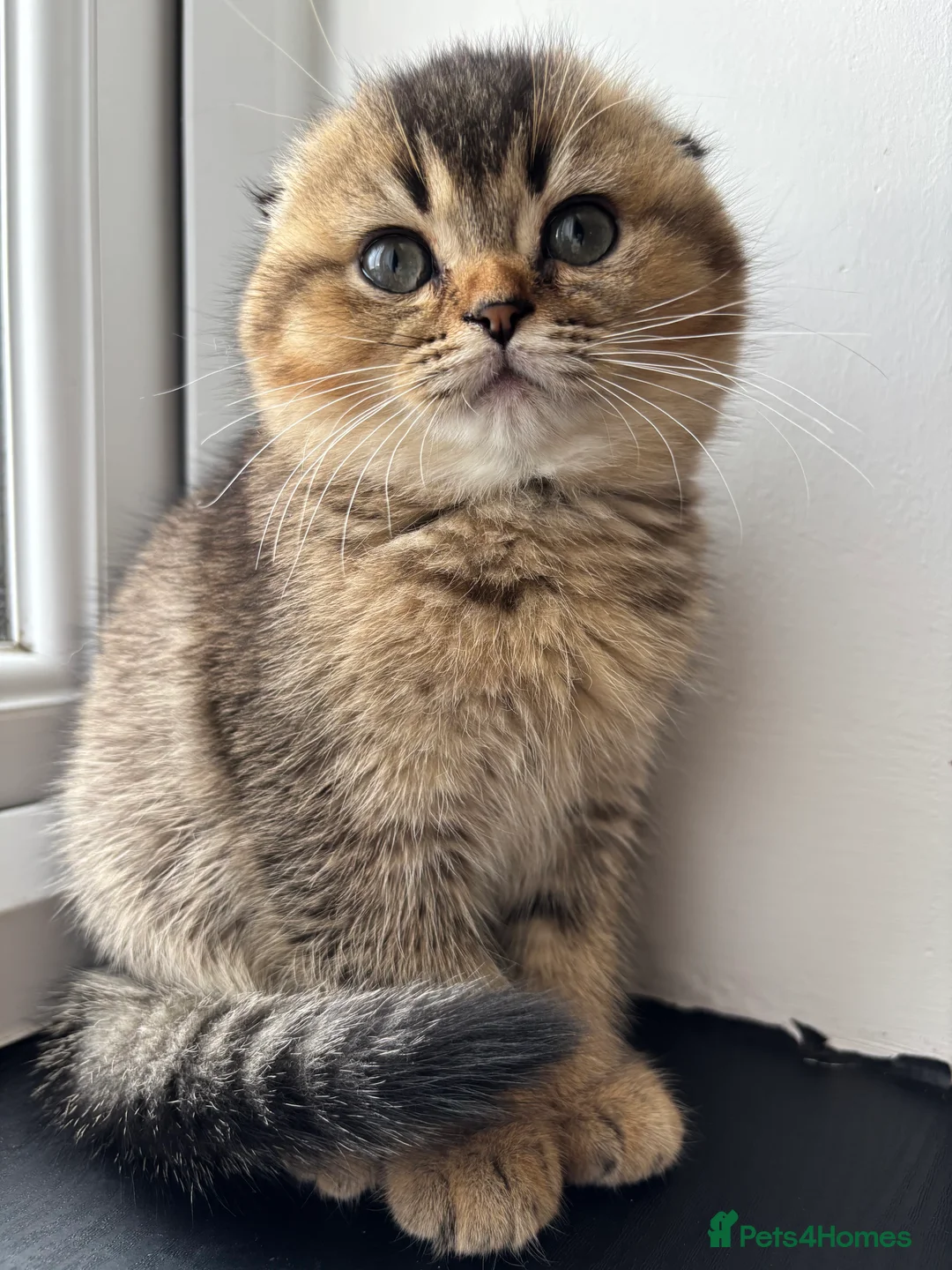 Scottish Fold cats for sale: ✨ LAST FEMALE KITTEN AVAILABLE ✨ - Advert 1