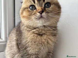 Scottish Fold cats ✨ LAST FEMALE KITTEN AVAILABLE ✨ - Advert 1