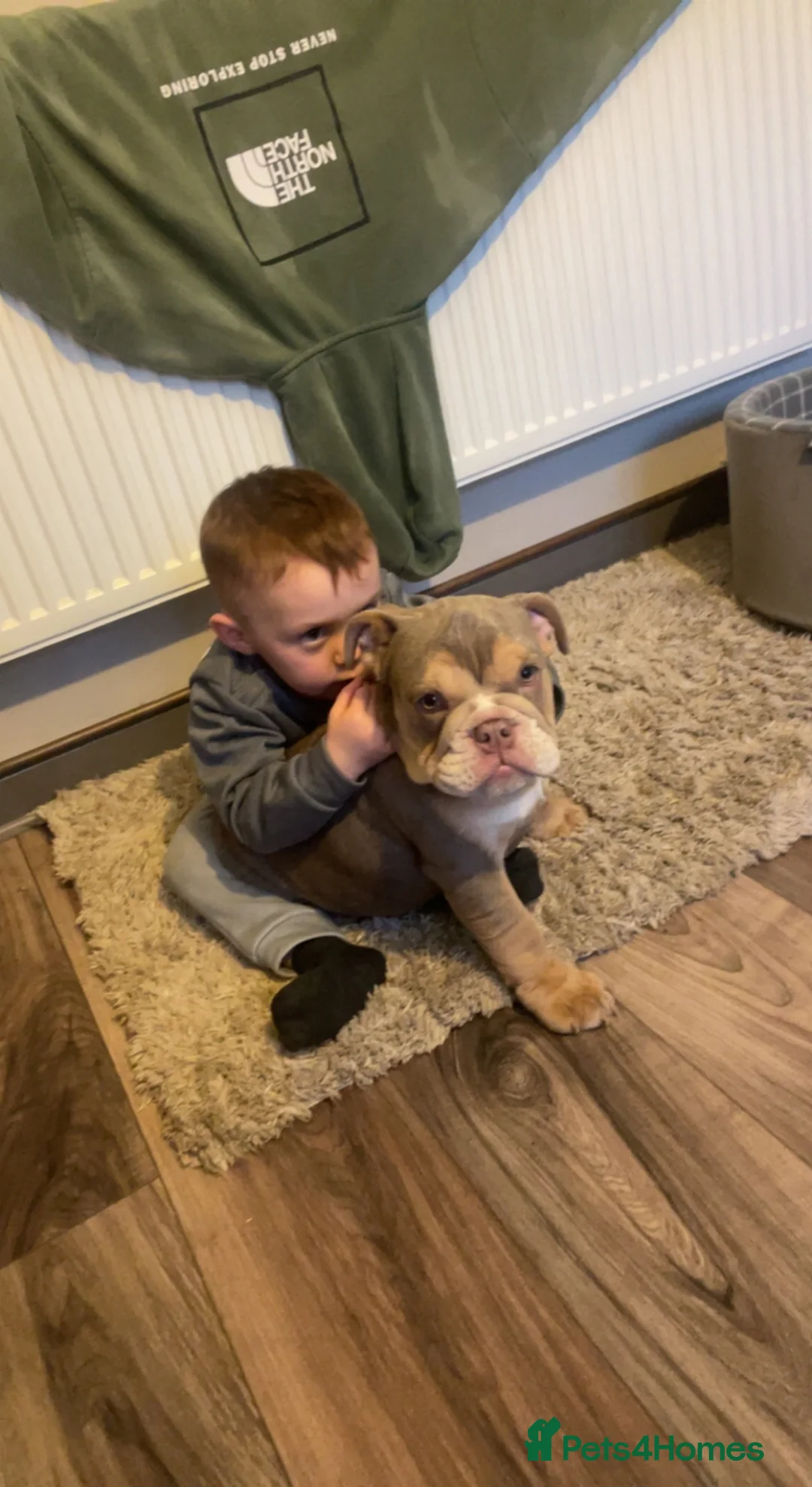 English Bulldog dogs for sale: English bulldog  in Flint - Advert 13