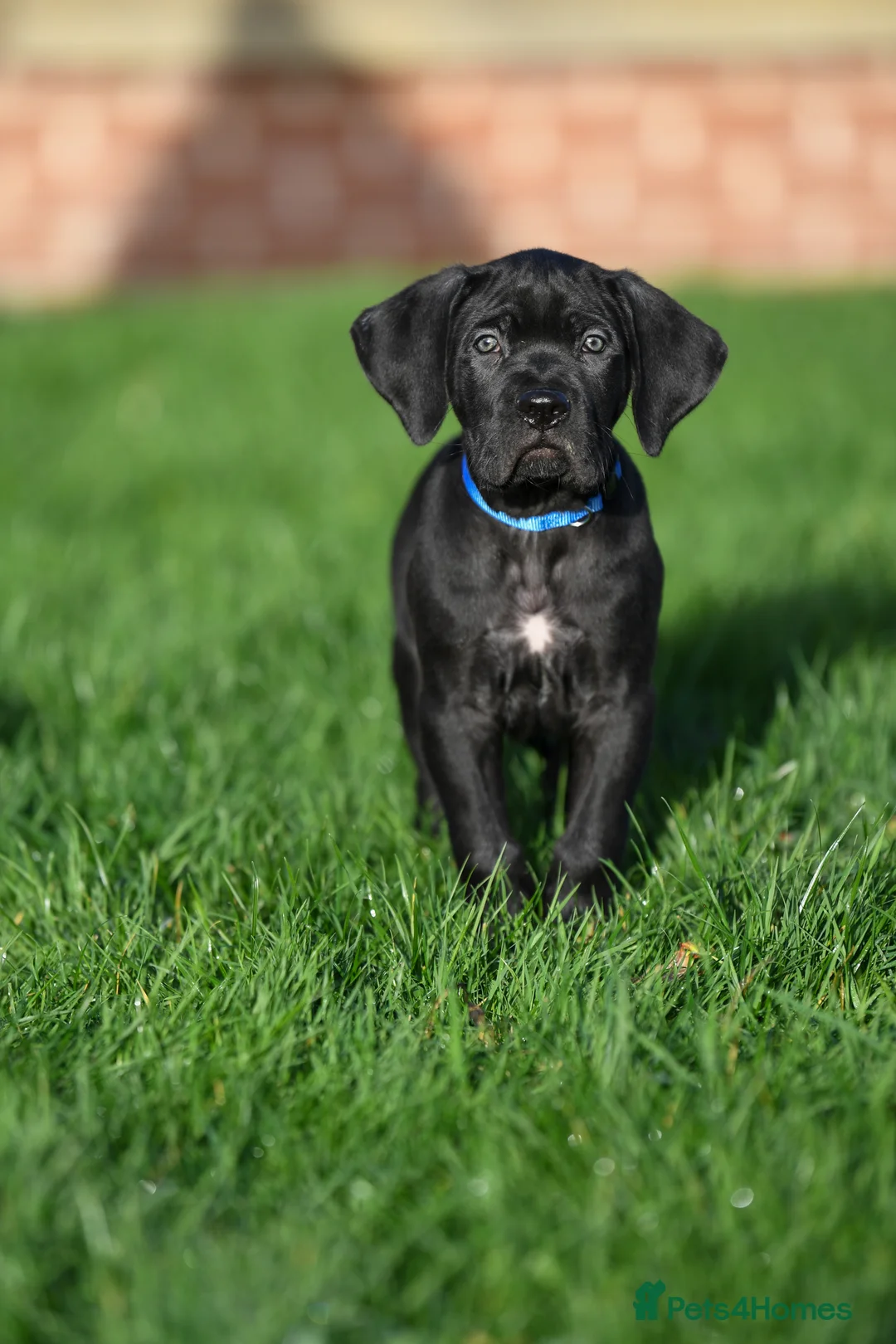 Cane Corso dogs for sale: Elite cane corso puppies  - Advert 20