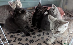 Persian cats for sale: British blue and Persian mix kittens ready now ❤️ - Image 12