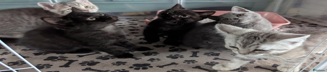 Persian Kitten 2